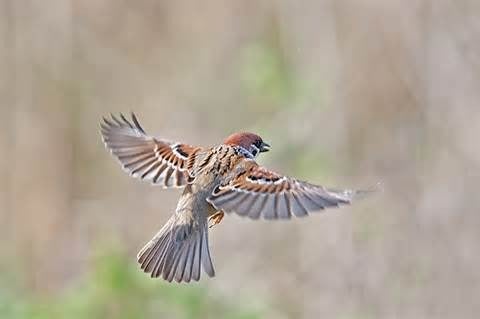 Gray Sparrow - Message